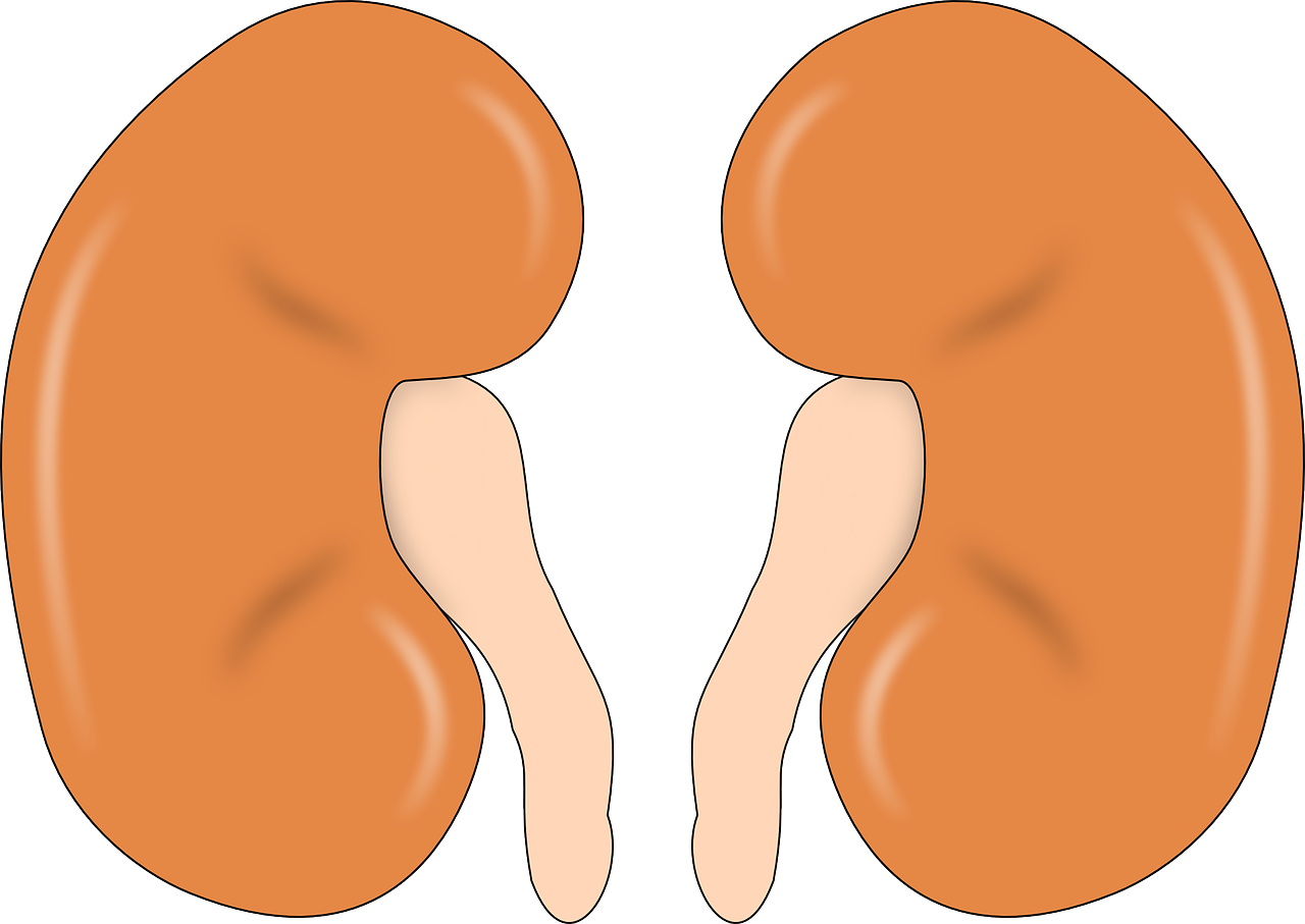 Renal Function Testing Equipment at Hope Pathology Lab